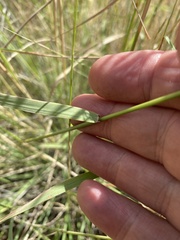 Bouteloua curtipendula