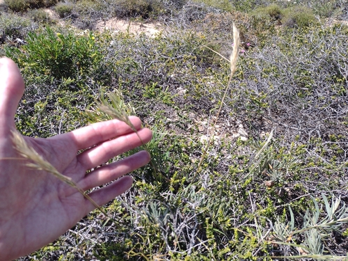 Rytidosperma acerosum