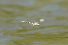 Erpetogomphus compositus