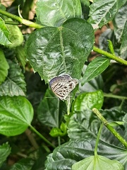 Leptotes plinius