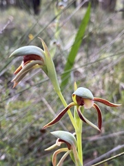 Lyperanthus serratus