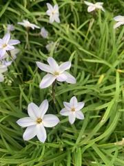 Ipheion uniflorum