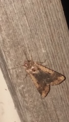 Feltia subterranea