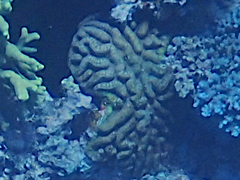 Lobophyllia