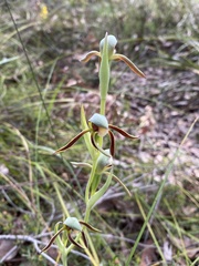 Lyperanthus serratus