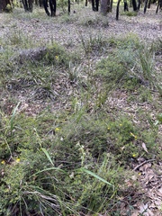 Lyperanthus serratus