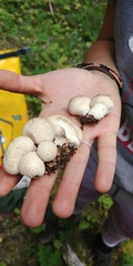 Lycoperdon perlatum