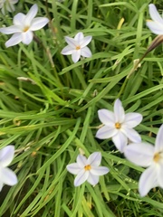 Ipheion uniflorum