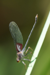 Hetaerina americana
