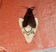 Lemyra
