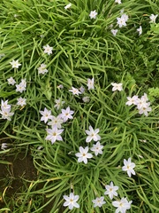 Ipheion uniflorum