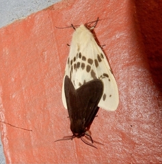 Lemyra