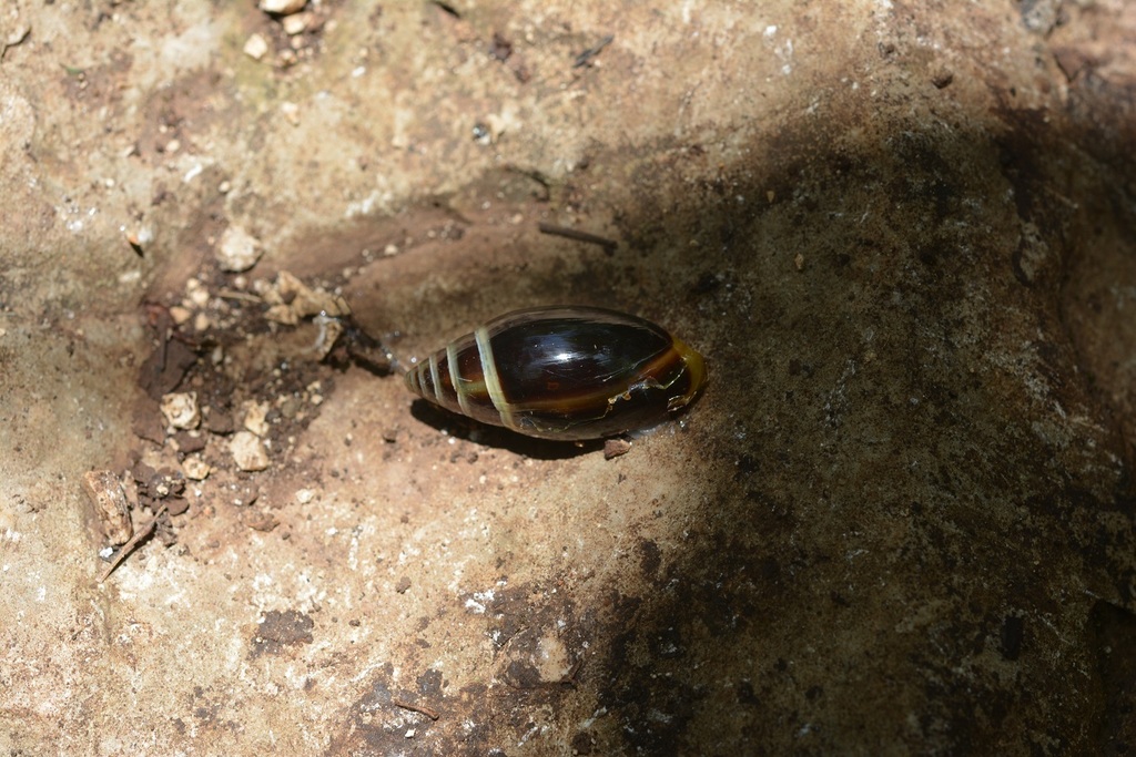 Streptostyla nigricans