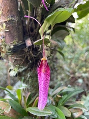 Restrepia