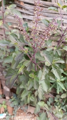 Ocimum tenuiflorum