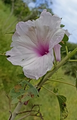 Ipomoea carnea fistulosa