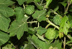 Solanum myriacanthum