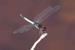 Erythrodiplax basifusca