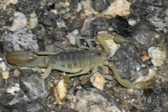 Paravaejovis spinigerus