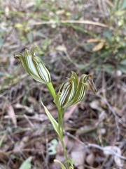 Pterostylis recurva
