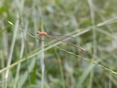 Pseudagrion
