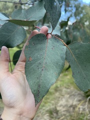 Eucalyptus polyanthemos