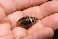 Streptostyla nigricans