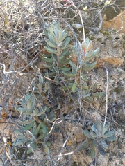 Adromischus mammillaris