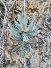 Adromischus mammillaris