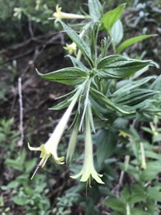 Lithospermum macromeria