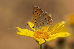 Lycaena thersamon