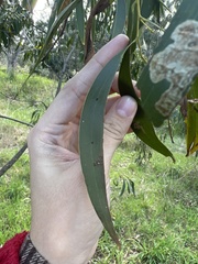 Eucalyptus goniocalyx