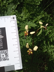 Diuris pardina