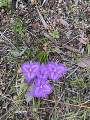 Thysanotus