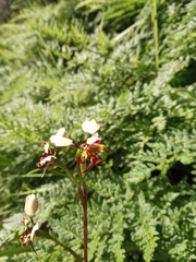 Diuris pardina