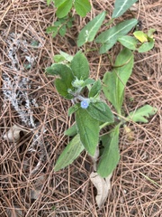 Thyrocarpus sampsonii