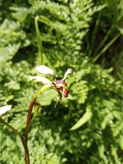 Diuris pardina