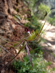 Caladenia tentaculata