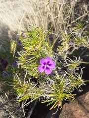 Aptosimum spinescens