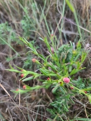 Agalinis heterophylla