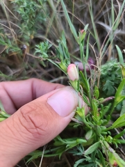 Agalinis heterophylla
