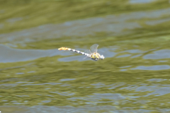 Erpetogomphus compositus