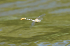 Erpetogomphus compositus