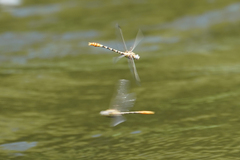 Erpetogomphus compositus