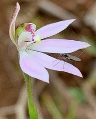Empidoidea