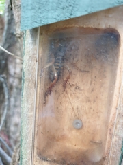 Hemideina crassidens