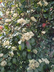 Photinia