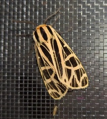 Apantesis parthenice