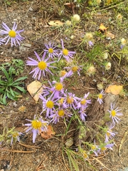 Aster altaicus
