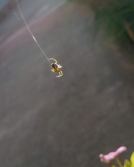 Bijoaraneus mitificus